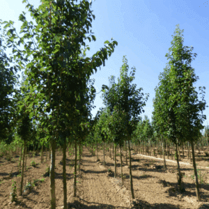 PYRUS calleryana