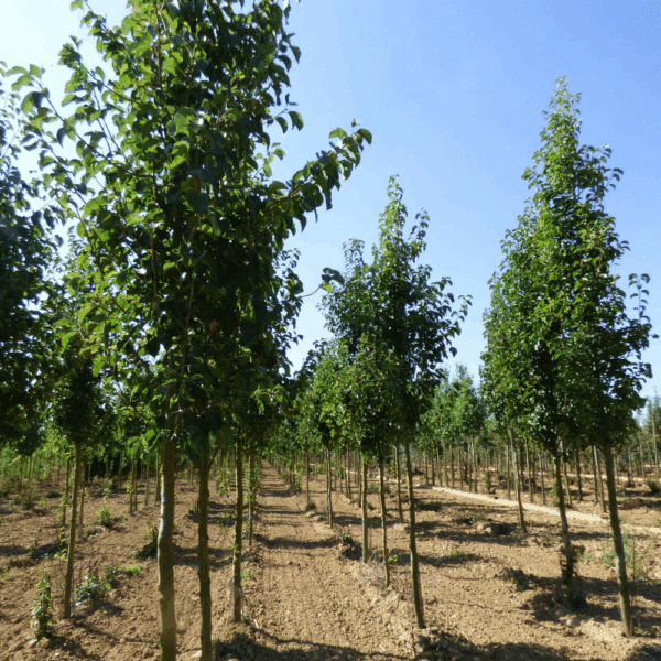 PYRUS calleryana