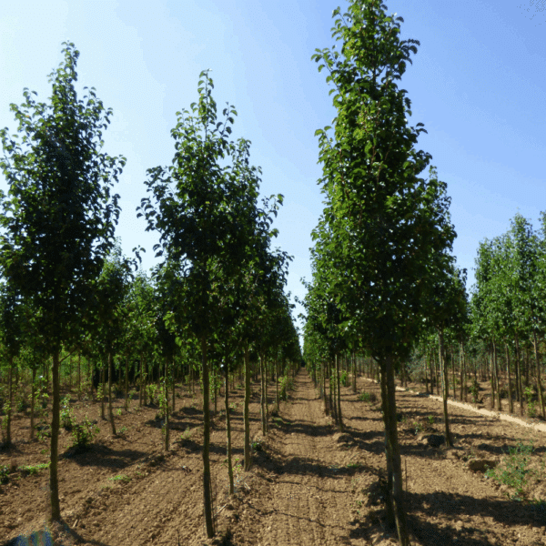 PYRUS calleryana – Image 4