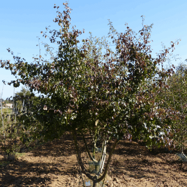 PYRUS calleryana – Image 3
