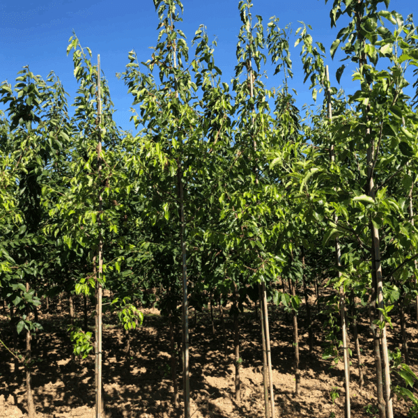 PYRUS calleryana 'Aristocrat' – Image 2