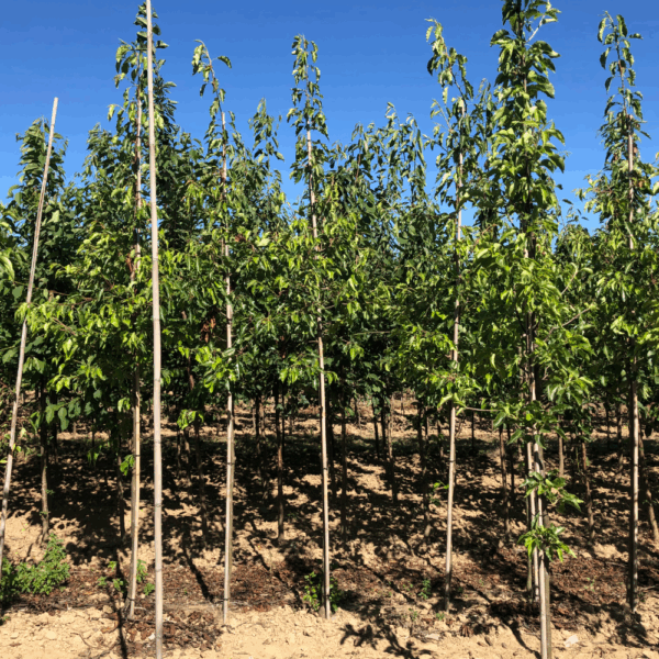 PYRUS calleryana 'Aristocrat' – Image 4