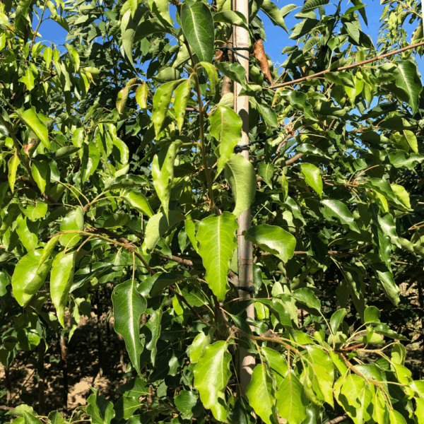 PYRUS calleryana 'Aristocrat' – Image 3