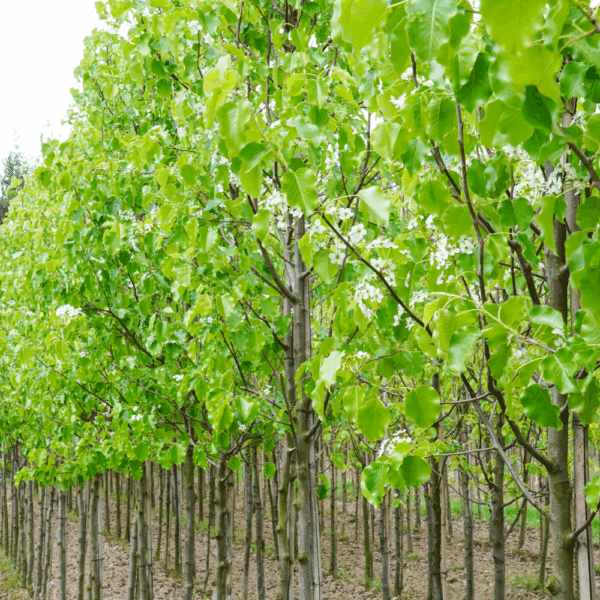 PYRUS calleryana 'Bradford' – Image 4