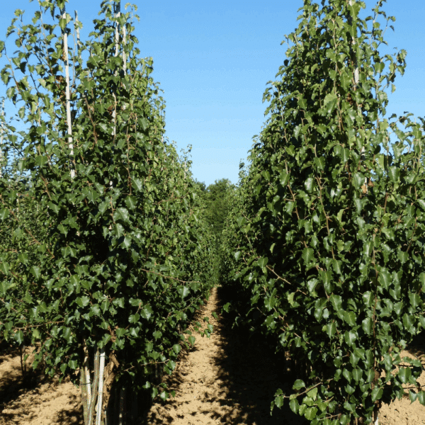 PYRUS calleryana 'Bradford' – Image 6