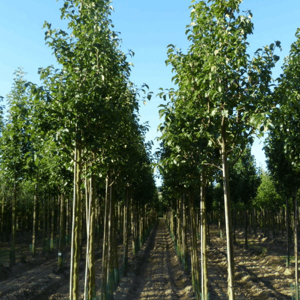 PYRUS calleryana 'Bradford' – Image 5