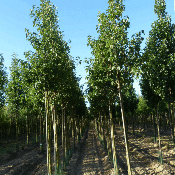 PYRUS calleryana 'Bradford' – Image 2