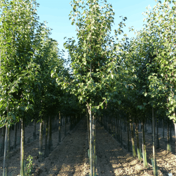 PYRUS calleryana 'Bradford' – Image 3