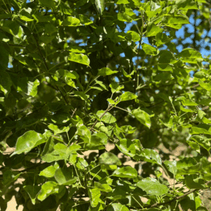 PYRUS calleryana 'Capital'