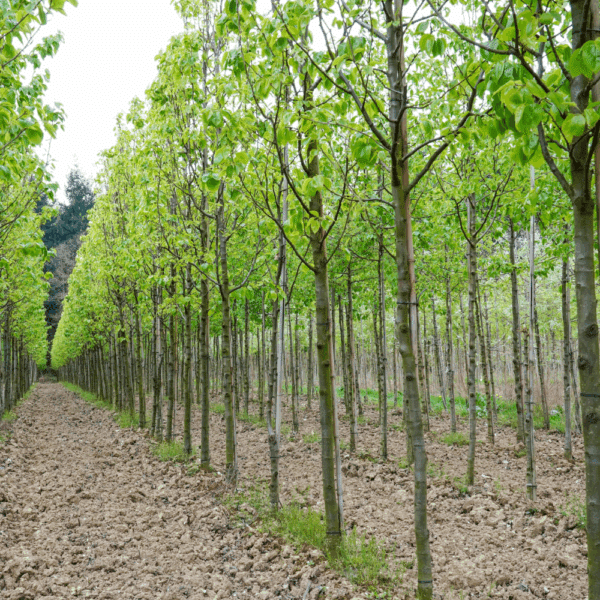 PYRUS calleryana 'Capital' – Image 6