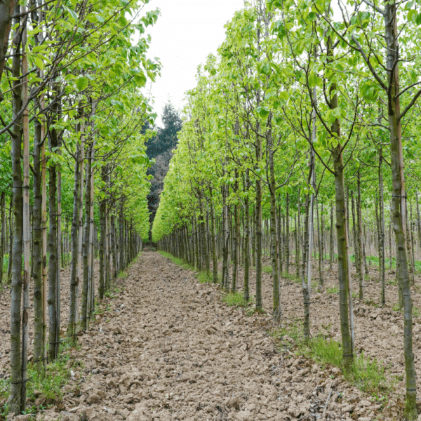 PYRUS calleryana 'Capital' – Image 3