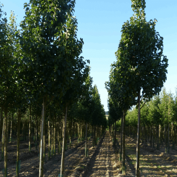 PYRUS calleryana 'Capital' – Image 7