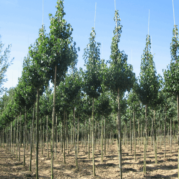 PYRUS calleryana 'Capital' – Image 5