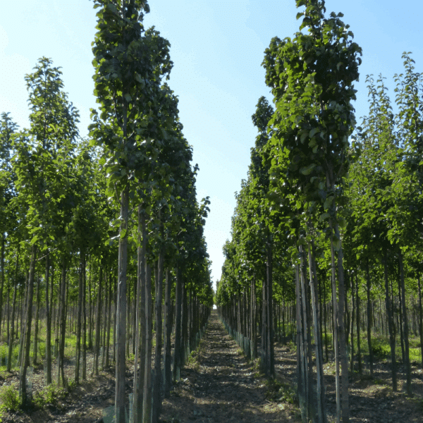 PYRUS calleryana 'Capital' – Image 4
