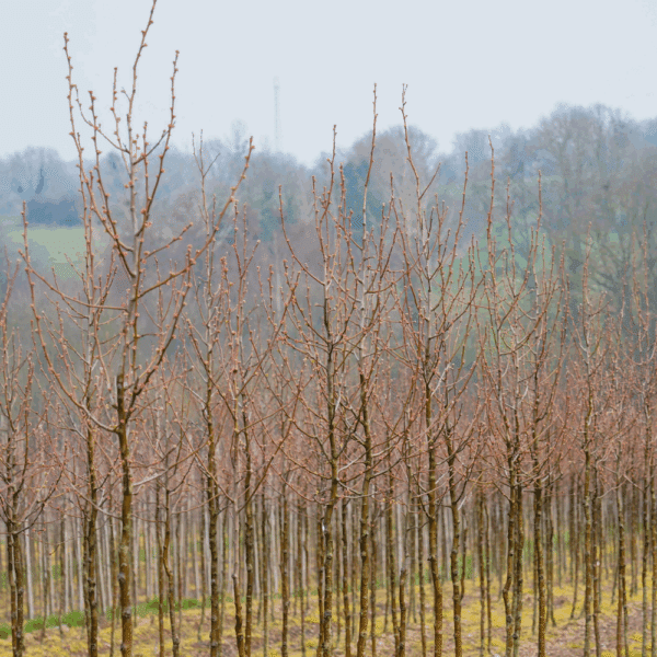 PYRUS calleryana 'Chanticleer' – Image 4