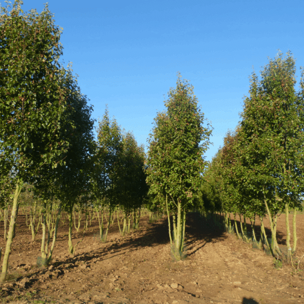 PYRUS calleryana 'Chanticleer' – Image 8