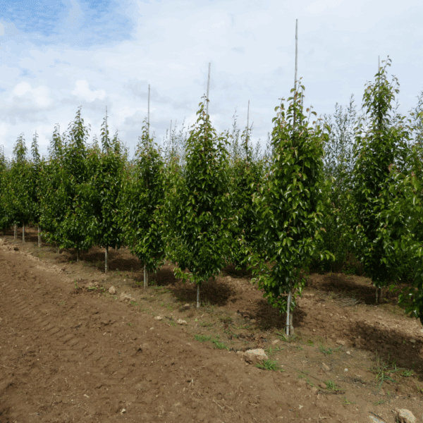 PYRUS calleryana 'Chanticleer' – Image 13