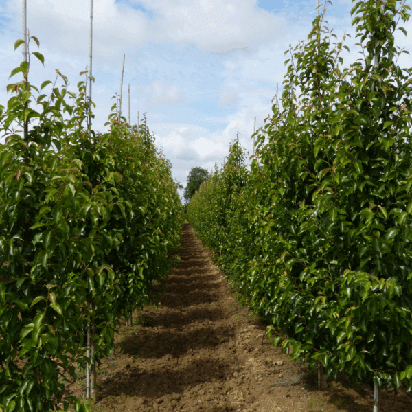 PYRUS calleryana 'Chanticleer' – Image 10