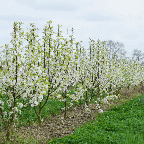 PYRUS calleryana 'Chanticleer' – Image 2