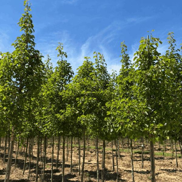 PYRUS calleryana 'Chanticleer' – Image 5