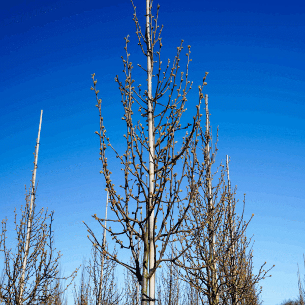 PYRUS calleryana 'Chanticleer' – Image 7