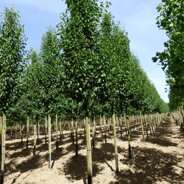 PYRUS calleryana 'Chanticleer' – Image 12
