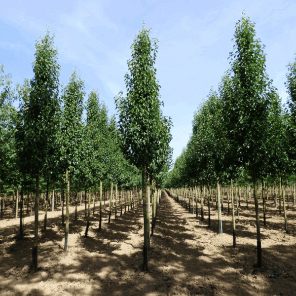 PYRUS calleryana 'Chanticleer' – Image 9