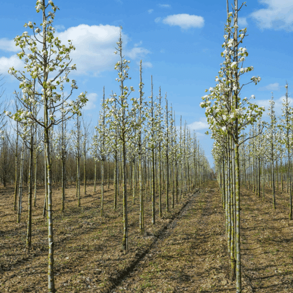 PYRUS calleryana 'Chanticleer' – Image 11