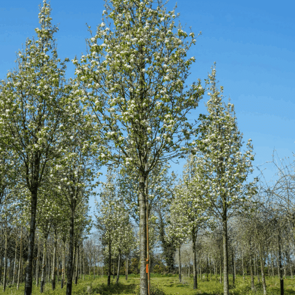 PYRUS calleryana 'Chanticleer' – Image 3