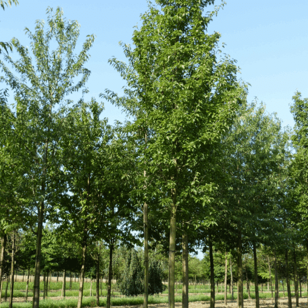 PYRUS calleryana 'Redspire' – Image 3