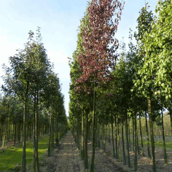 PYRUS calleryana 'Redspire' – Image 4