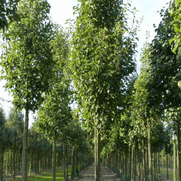 PYRUS calleryana 'Redspire' – Image 2