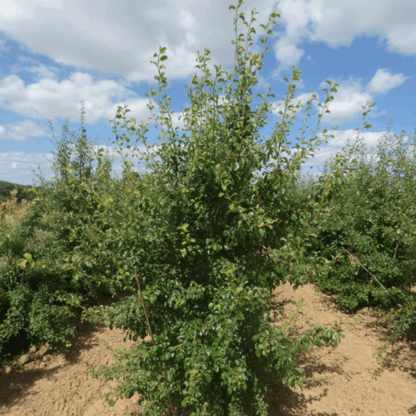PYRUS communis – Image 2