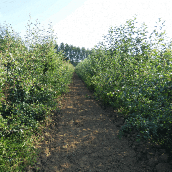 PYRUS communis – Image 5