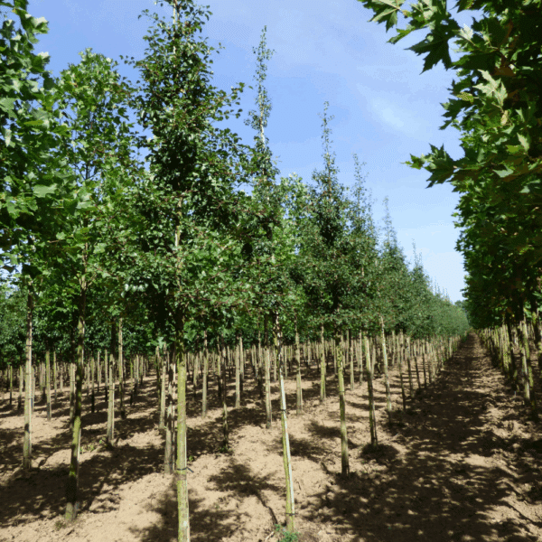 PYRUS communis – Image 3