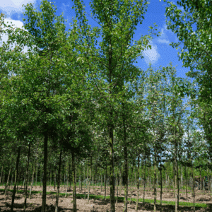 PYRUS communis