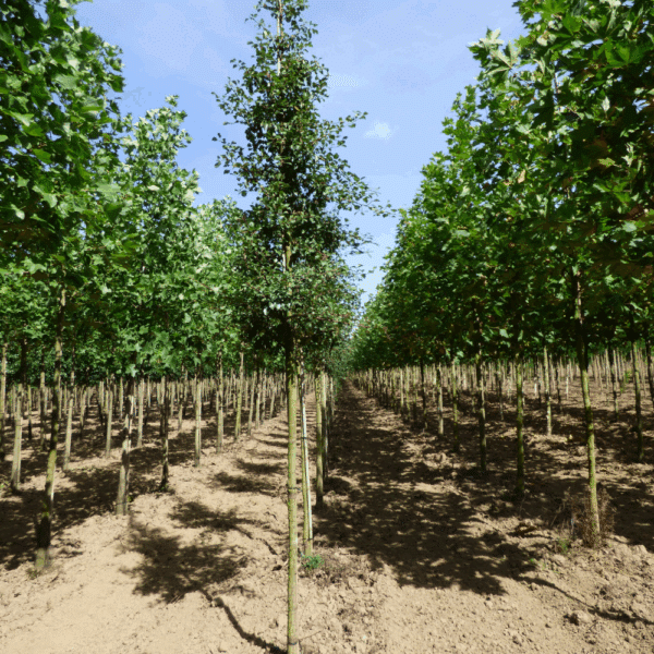 PYRUS communis – Image 6