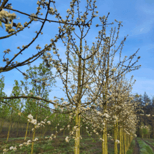 PYRUS nivalis