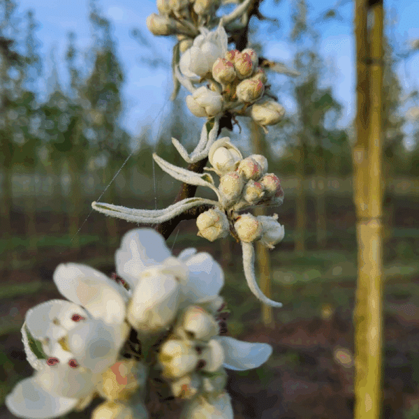 PYRUS nivalis – Image 4