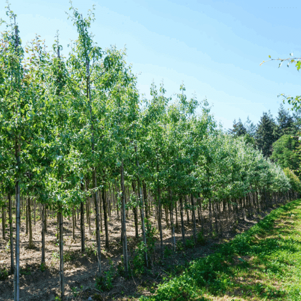 PYRUS nivalis – Image 3