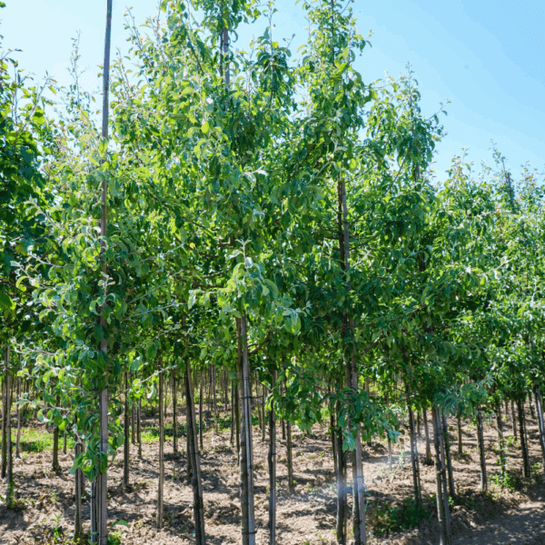 PYRUS nivalis – Image 5