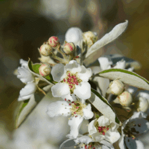PYRUS salicifolia