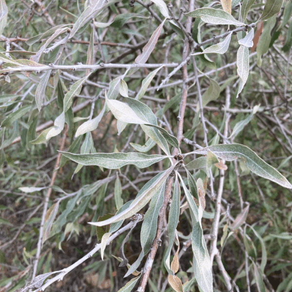 PYRUS salicifolia – Image 3