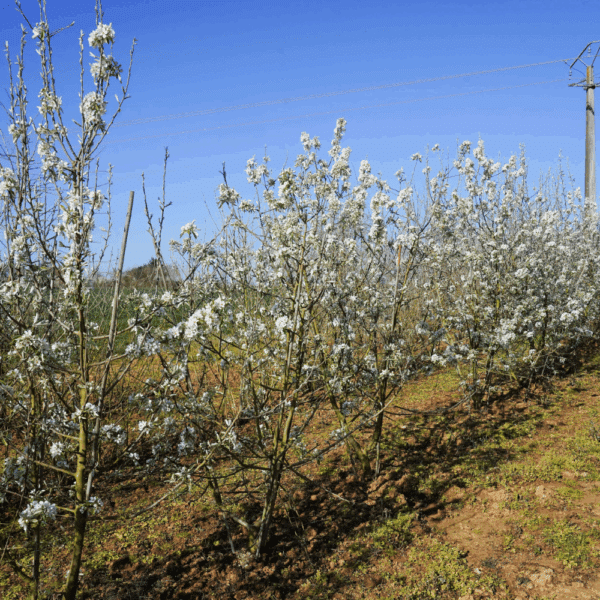 PYRUS salicifolia – Image 2