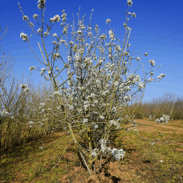 PYRUS salicifolia – Image 5