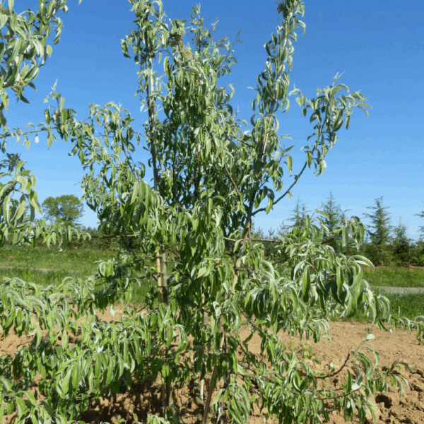 PYRUS salicifolia – Image 4