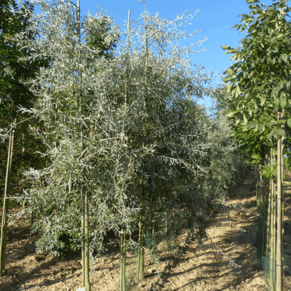PYRUS salicifolia 'Pendula' – Image 4