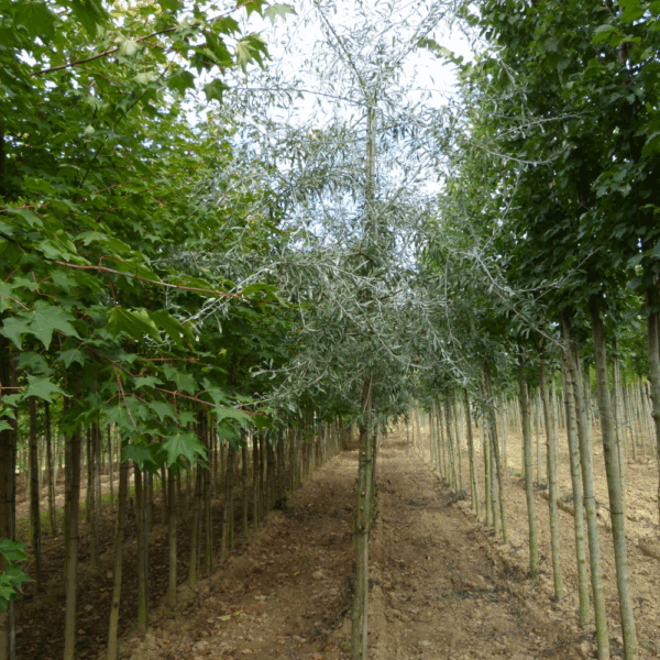 PYRUS salicifolia 'Pendula' – Image 5