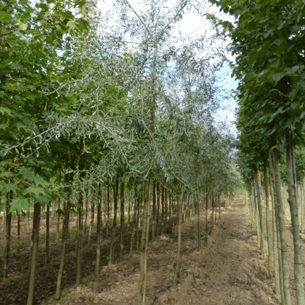 PYRUS salicifolia 'Pendula' – Image 3