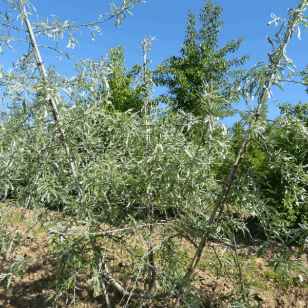 PYRUS salicifolia 'Pendula' – Image 2